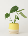モンステラ3号 クウィルポット マットイエロー