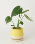 モンステラ3号 クウィルポット マットイエロー