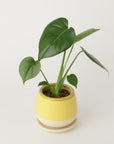 モンステラ3号 クウィルポット マットイエロー