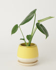 モンステラ3号 クウィルポット マットイエロー