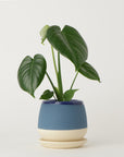 モンステラ3号  クウィルポット マットブルー