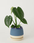 モンステラ3号  クウィルポット マットブルー