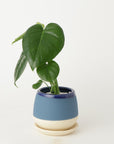 モンステラ3号  クウィルポット マットブルー