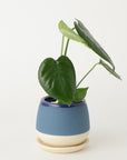 モンステラ3号  クウィルポット マットブルー