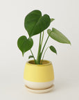 モンステラ3号  クウィルポット マットイエロー